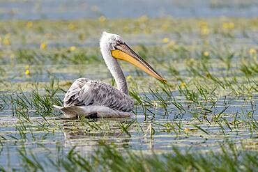 Dalmatian Pelican (Pelecanus crispus), swimming on water, Kerkini lake, Macedonia, Greece, Europe