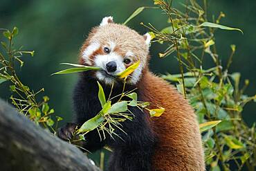 Red panda (Ailurus fulgens fulgens) feeding, captive, Germany, Europe