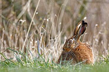 European hare (Lepus europaeus) resting in a meadow, Peene Valley River Landscape nature park Park, Mecklenburg-Western Pomerania, Germany, Europe