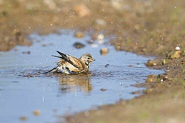 Linnet (Carduelis cannabina), bathing, Emsland, Lower Saxony, Germany, Europe