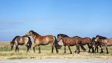 Free-roaming horses, Hiddensee Island, Mecklenburg-Western Pomerania, Germany, Europe