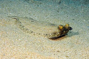 Wide-eyed flounder (Bothus podas) lying on sandy seabed, Mediterranean Sea