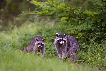 Raccoon (Procyon lotor) with cubs, Rhineland-Palatinate, Germany, Europe