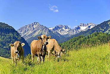 Domestic Cattles (Bos primigenius taurus) grazing on an alpine meadow, Oberstdorf, Allgaeu Alps, Allgaeu, Bavaria, Germany, Europe