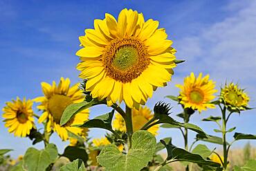 Sunflowers (Helianthus annuus), blossoms, blue sky, sunflower field, North Rhine-Westphalia, Germany, Europe