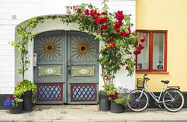 Roses at a colorful gate in a small street in the idyllic downtown of Ystad, Scania, Sweden, Scandinavia, Europe