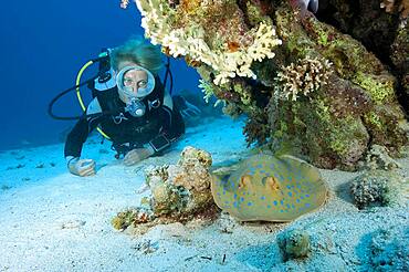 Diver looking at Bluespotted ribbontail ray (Taeniura lymma), Red Sea