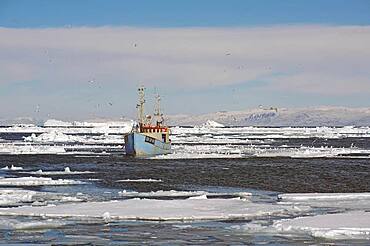 Blue fishing boat in drift ice, snow covered mountains in background, winter, Disko Bay, Ilulissat, Greenland, Denmark, North America