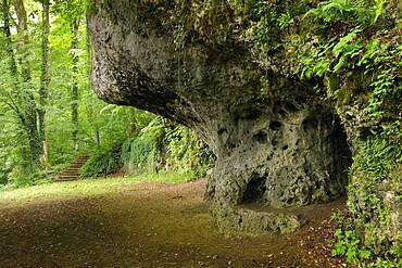 Rocky overhang, cave entrance overgrown with fern and ivy, Schweizerhaushoehle, hiking trail through deciduous forest, near Aufsess, Upper Franconia, Bavaria, Germany, Europe