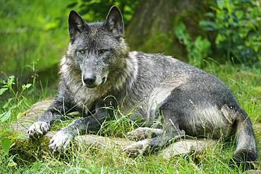 Timberwolf, American wolf Mackenzie Valley Wolf (Canis lupus occidentalis) lying, Captive, France, Europe