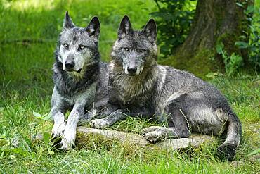 Timberwolf, American wolf Mackenzie Valley Wolf (Canis lupus occidentalis), two wolves lying in a meadow, Captive, France, Europe