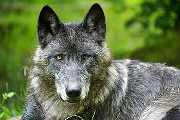 Timberwolf, American wolf Mackenzie Valley Wolf (Canis lupus occidentalis) lying, animal portrait, Captive, France, Europe