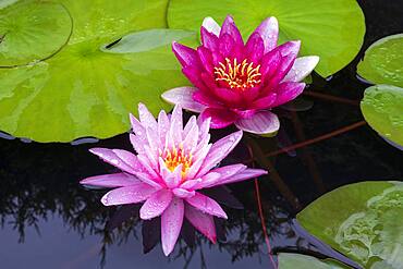 Pink Water lilies (Nymphaea), Baden-Wuerttemberg, Germany, Europe