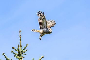 Ural owl (Strix uralensis) in flight, Notranjska Region, Slovenia, Europe