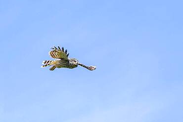 Ural owl (Strix uralensis) in flight, Notranjska Region, Slovenia, Europe