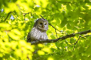 Ural owl (Strix uralensis) sitting on branch, Notranjska region, Slovenia, Europe