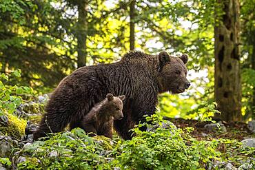 European brown bear (Ursus arctos arctos), mother with cub in forest, Notranjska Region, Slovenia, Europe