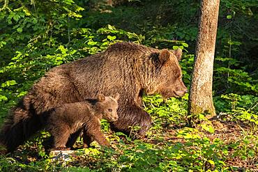 European brown bear (Ursus arctos arctos), mother with cub in forest, Notranjska Region, Slovenia, Europe