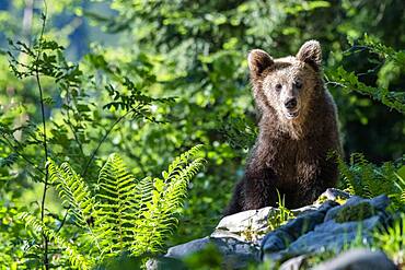 European brown bear (Ursus arctos arctos), in the forest, Notranjska Region, Slovenia, Europe