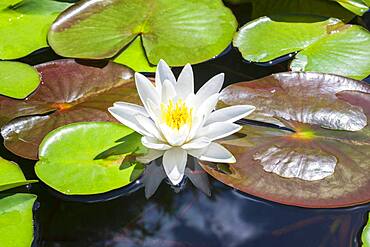 Water lily, white European white water lily (Nymphaea alba), Baden-Wuerttemberg, Germany, Europe