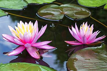 Pink water lily (Nymphaea Pink), variety American Star, Baden-Wuerttemberg, Germany, Europe