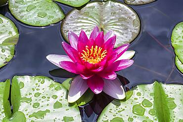 Pink Water lily (Nymphaea), Baden-Wuerttemberg, Germany, Europe