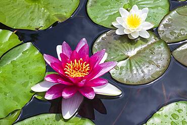 Pink Water lily (Nymphaea), Baden-Wuerttemberg, Germany, Europe