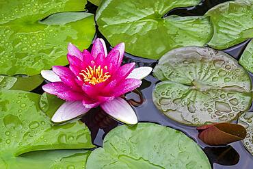 Pink Water lily (Nymphaea), Baden-Wuerttemberg, Germany, Europe