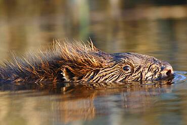 Beaver European beaver (Castor fiber), portrait of one-year-old young animal in water, Peene Valley River Landscape nature park Park, Mecklenburg-Western Pomerania, Germany, Europe