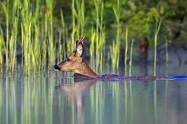 European roe deer (Capreolus capreolus), roebuck swimming through a river, Naturpark Flusslandschaft Peenetal, Mecklenburg-Western Pomerania, Germany, Europe