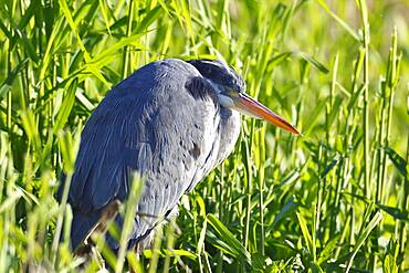 Grey heron (Ardea cinerea) sleeping in the reeds, Peene Valley River Landscape nature park Park, Mecklenburg-Western Pomerania, Germany, Europe