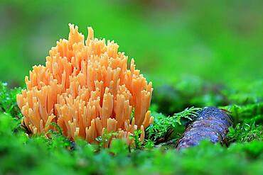 Orange mountain coral (Ramaria aurea), forest, autumn, Langenhart, Upper Danube nature Park, Baden-Wuerttemberg, Germany, Europe