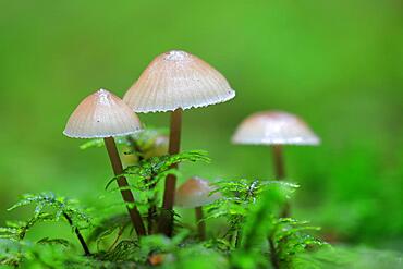 Milking bonnet (Mycena galopus), forest, autumn, Langenhart, Upper Danube nature Park, Baden-Wuerttemberg, Germany, Europe