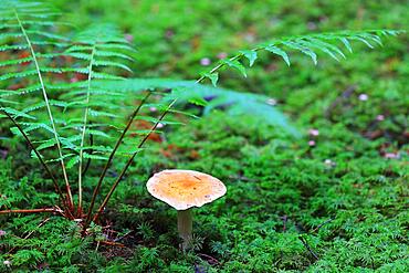 Contrary webcap (Cortinarius varius), fern, forest, autumn, Langenhart, Upper Danube nature Park, Baden-Wuerttemberg, Germany, Europe