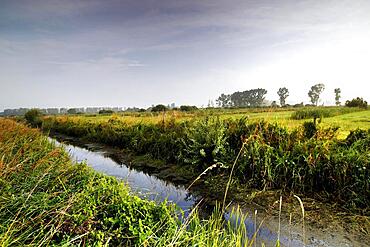 Grassland in the Droemling, drainage ditch, lowland moor, lowland area, biosphere reserve, nature reserve, Kolonnenweg, Lochplattenweg, inner-German border installation, Gruenes Band, border path, near Oebisfelde, Boerde County, Saxony-Anhalt, De