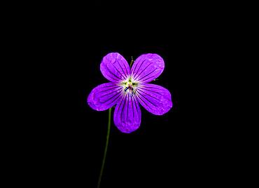 Wild geranium, Geranium maculatum, violet flower on black background, still life photography, Poland, Europe