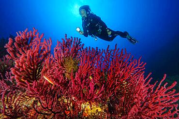 Diver looking at colour-changing gorgonian (Paramuricea clavata), Mediterranean Sea, Sardinia, Italy, Europe