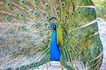 Indian peafowl (Pavo cristatus) beats wheel, Blue peacock Plaka Forest, Kos, Dodecanese, Greece, Europe