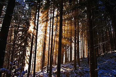 Sunbeams in the winter forest, Schwangau, Bavarian-Swabian district Ostallgaeu, near Neuschwanstein Castle, Bavaria, Germany, Europe