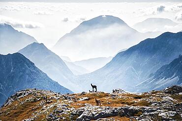 Chamois (Rupicapra rupicapra) and mountain landscape above clouds at Rosskofel, called Monte Cavallo di Pontebba, is located in the west of the ski area Nassfeld and is a karst mountain, Austria, Europe