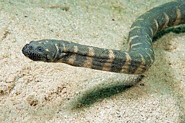 Indian warty snake (Acrochordus granulatus), Philippine Sea, Indian Ocean, Philippines, Asia