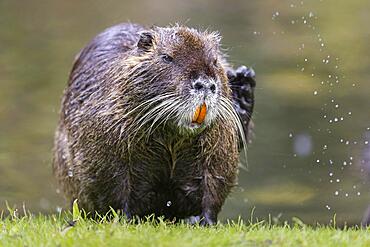 Nutria (Myocastor coypus) shakes water from its fur, Germany, Europe