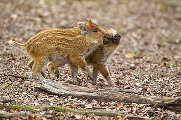 Young Wild boars (Sus scrofa) playfully measure their strength, wild boar, young boars, Germany, Europe