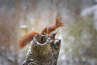 Squirrel sitting on a tree trunk during snowfall (Sciurus vulgaris), Germany, Europe