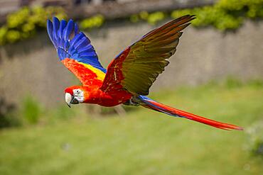 Scarlet macaw (Ara macao), captive, Germany, Europe