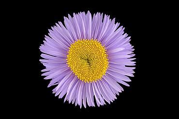 Gorgeous professional weed (Erigeron speciosus) Aspen professional weed, flower, North America, Germany, Europe