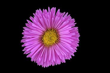 Fine beam aster (Erigeron speciosus hybrid), flower, Germany, Europe