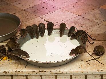 Sacred Rats, Karni Mata Temple or Rat Temple, Deshnoke, Rajasthan, India, Asia