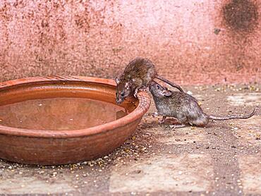 Sacred Rats, Karni Mata Temple or Rat Temple, Deshnoke, Rajasthan, India, Asia