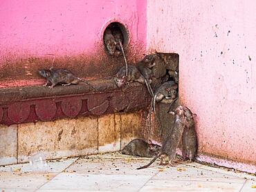 Sacred Rats, Karni Mata Temple or Rat Temple, Deshnoke, Rajasthan, India, Asia